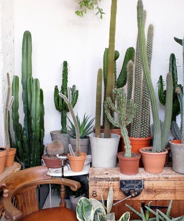 Planta Cacto Suculenta Dama Da Noite Com Vaso E Suporte