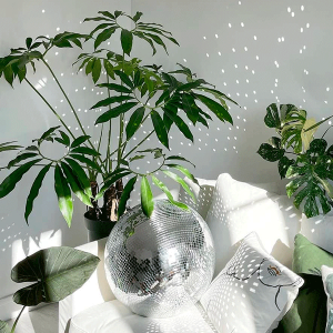 Plantas em casa: como identificar pragas e combatê-las