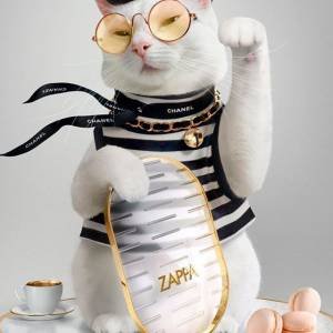 5 pets fashionistas para seguir