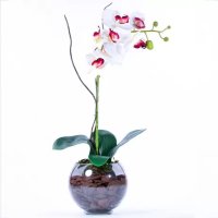 Arranjo de Orquídea Branca Toque Real Classic - Vila das Flores
