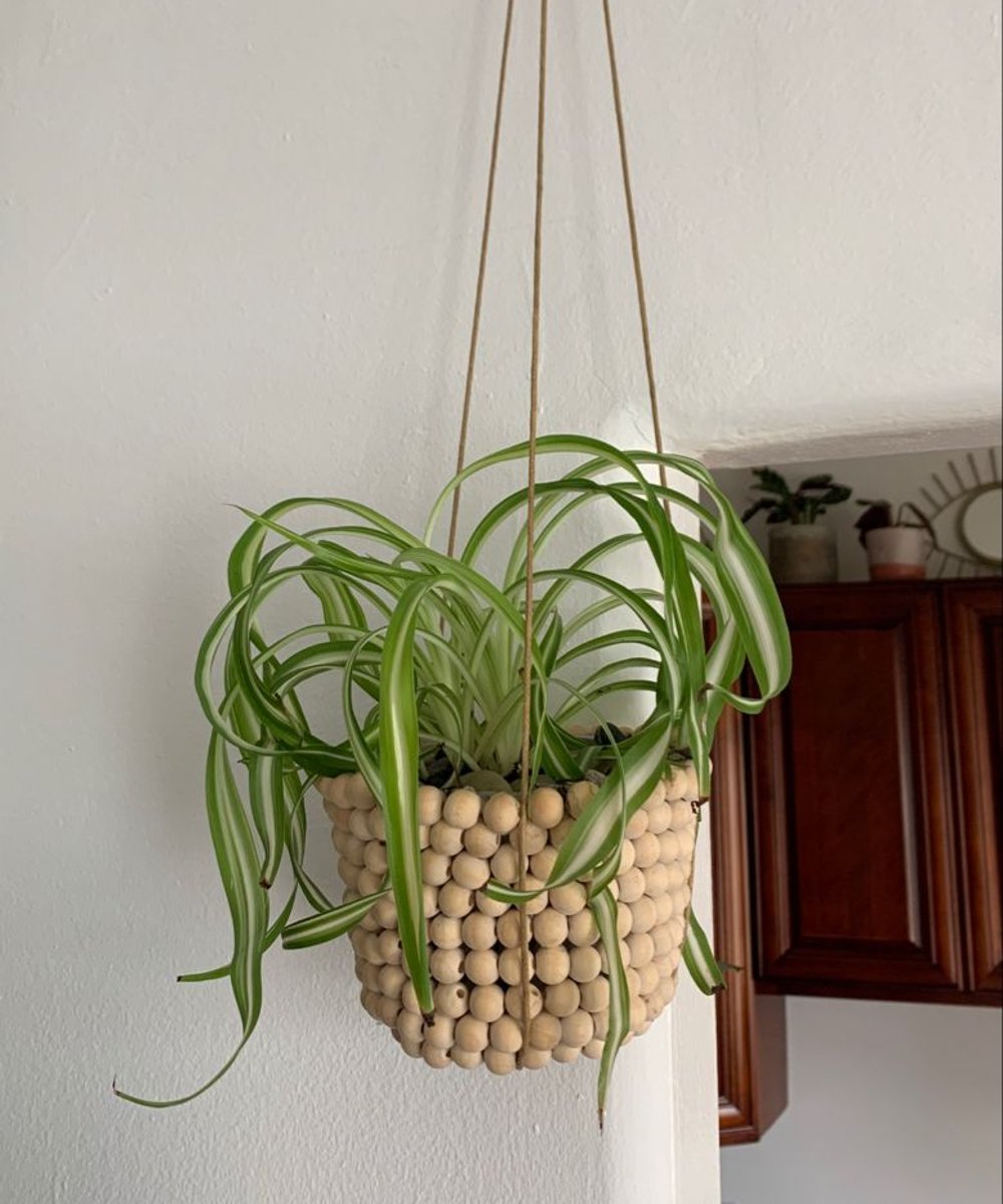 Meleah Lacey - ideias  - tipos de plantas - planta - quarto - https://stealthelook.com.br