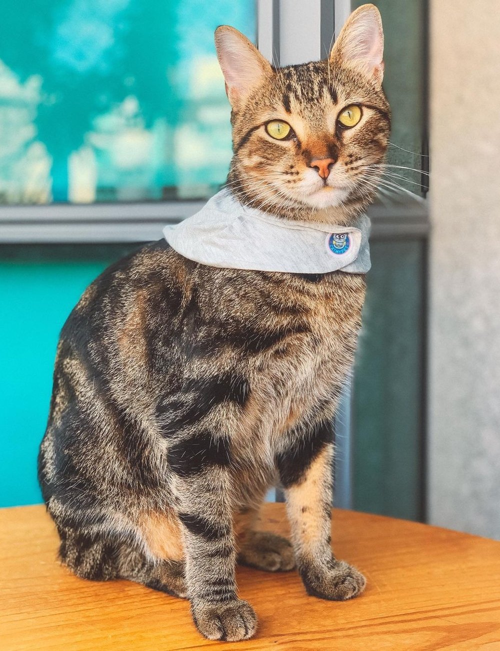 Cat My Pet - bandana - Moda pet - verão - street style - https://stealthelook.com.br