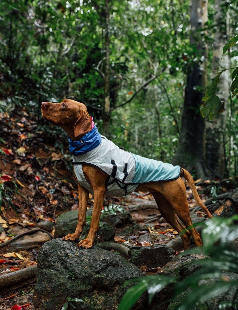 Zee.Dog - Capa de chuva - Moda pet - verão - street style - https://stealthelook.com.br