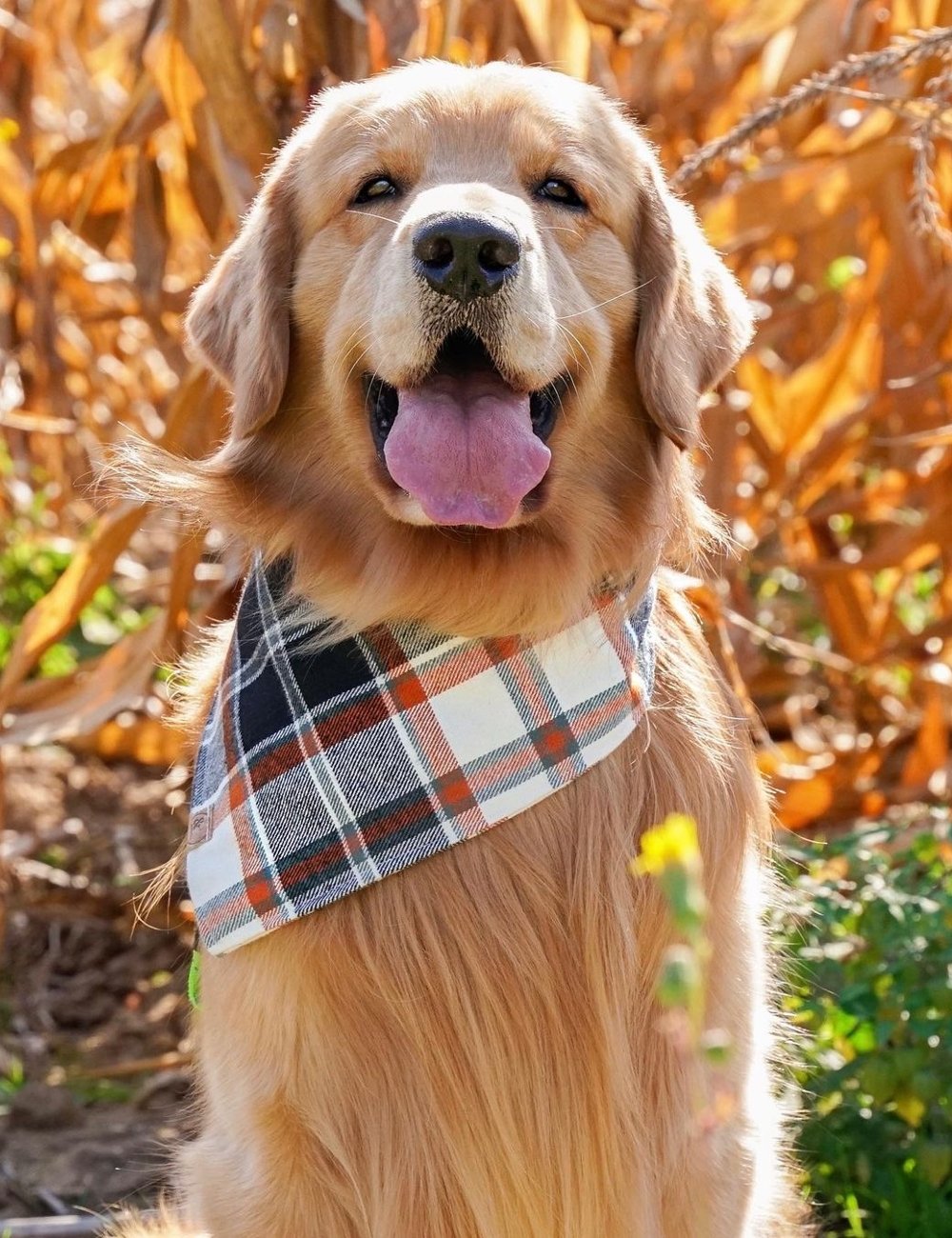 Tucker - roupas para cachorro - roupas para cachorro - roupas para cachorro - roupas para cachorro - https://stealthelook.com.br
