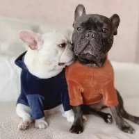 Roupa Roupinha Pet Cachorro Casaco com Gorro