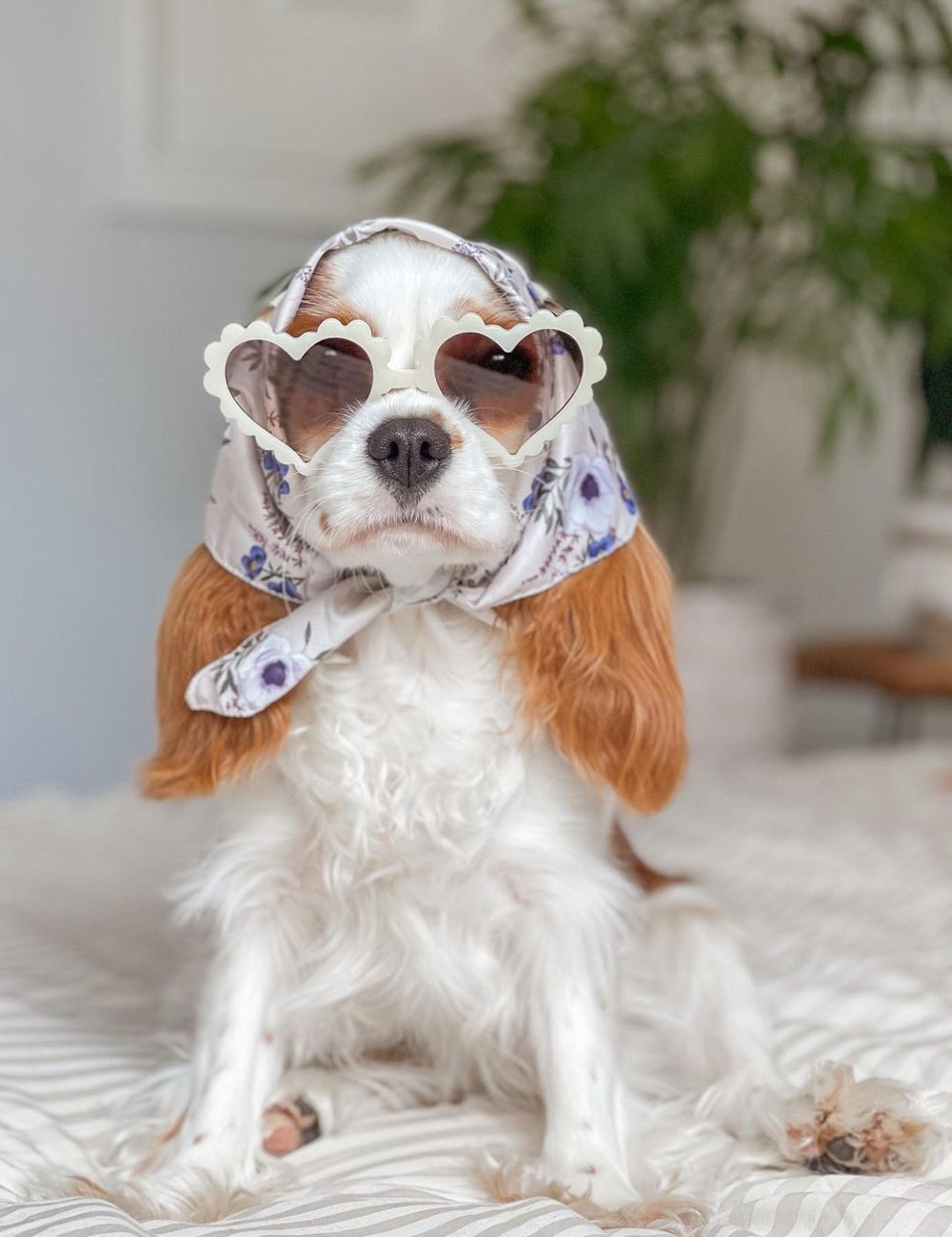 @meggie_the_cavalier - bandana e óculos - pets estilosos - pets - estilo - https://stealthelook.com.br
