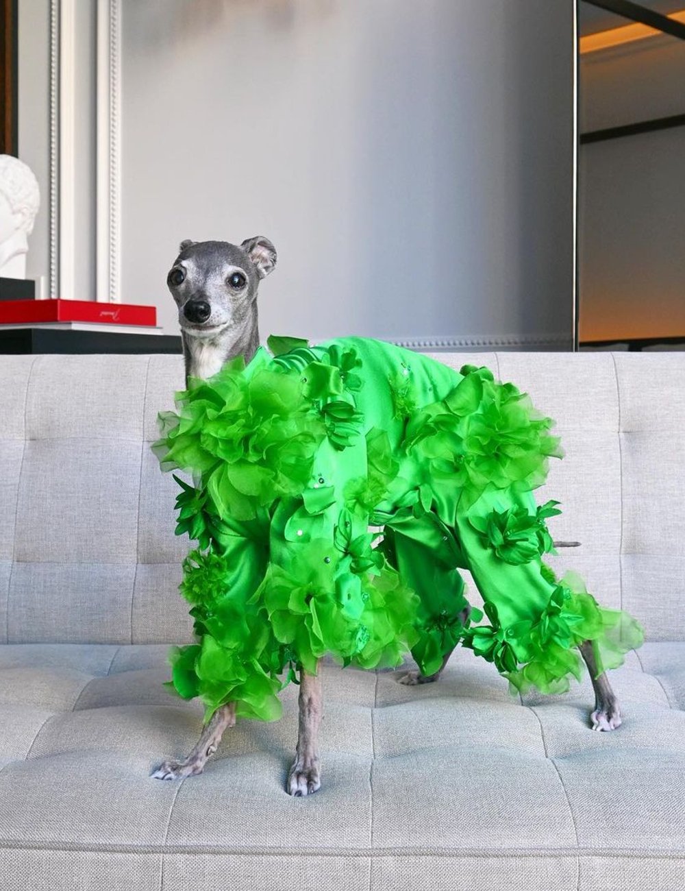 @tikatheiggy  - casaco verde - pets estilosos - roupa - pets - https://stealthelook.com.br