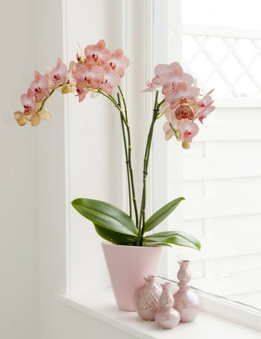 Orquídea - planta - plantas internas - decoração - quarto - https://stealthelook.com.br