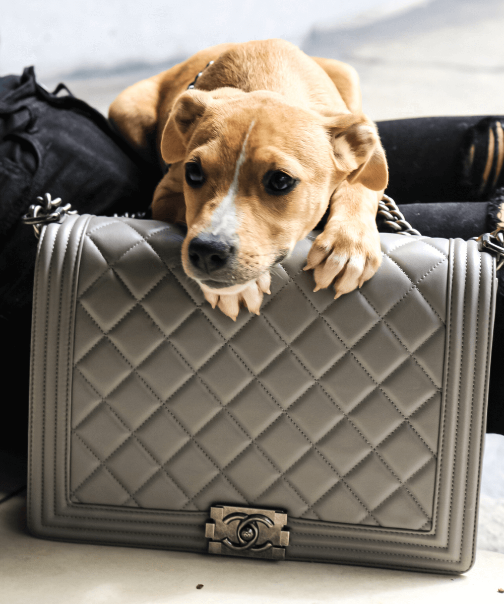 Gringa e Instituo Caramelo - N/A - Gringa - verão - A foto mostra um filhote de cachorro caremelo apoiado em uma bolsa cinza - https://stealthelook.com.br
