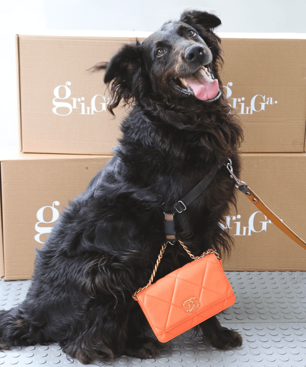 Gringa e Instituo Caramelo - N/A - Gringa - verão - A foto mostra um cachorro preto com uma bolsinha laranja pendurada no pescoço - https://stealthelook.com.br