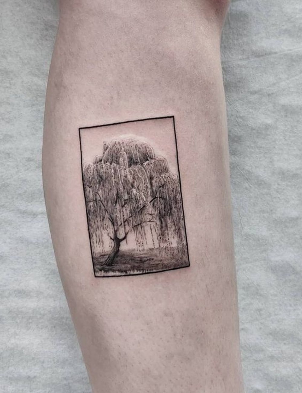 Tatuagem na perna representa árvore de salgueiro-chorão em estilo realista, com detalhes precisos. Tendência minimalista e artística no mundo das tatuagens, popular entre jovens que buscam composições delicadas e significativas na pele.