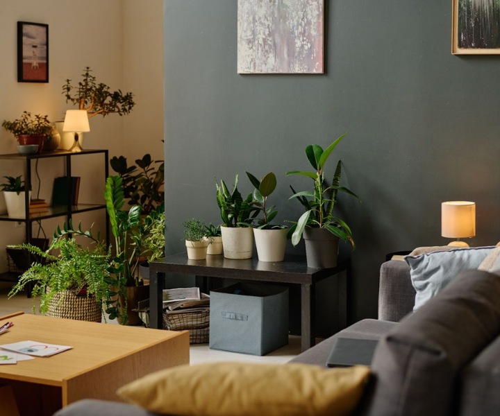 Sala de estar aconchegante com sofá cinza, plantas em vasos, mesa de centro e luminária, uma verdadeira casa. Casa com cara de casa.