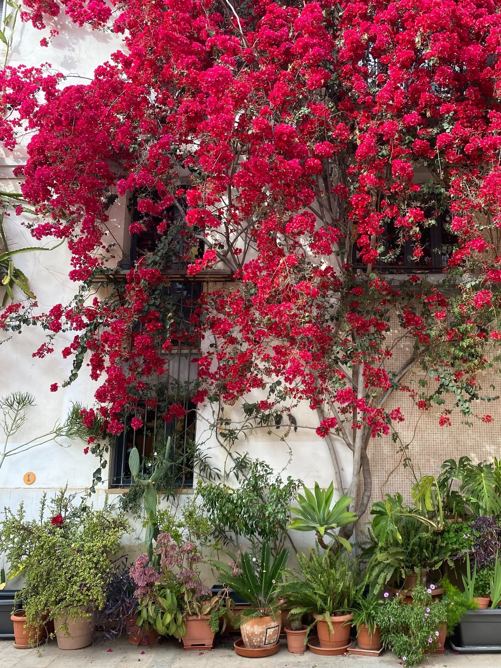 decoração de área externa com plantas